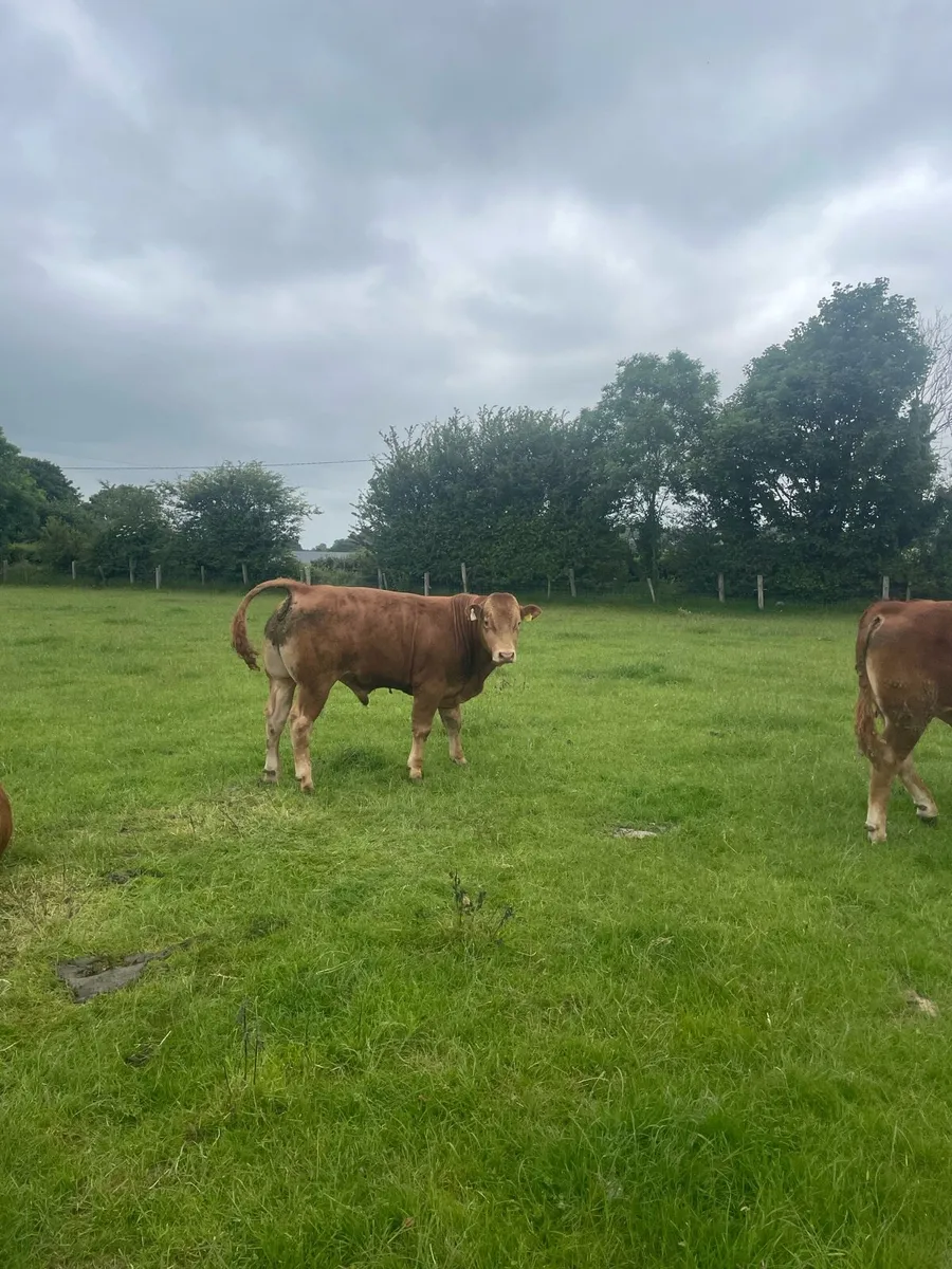 Limousin bulls - Image 2