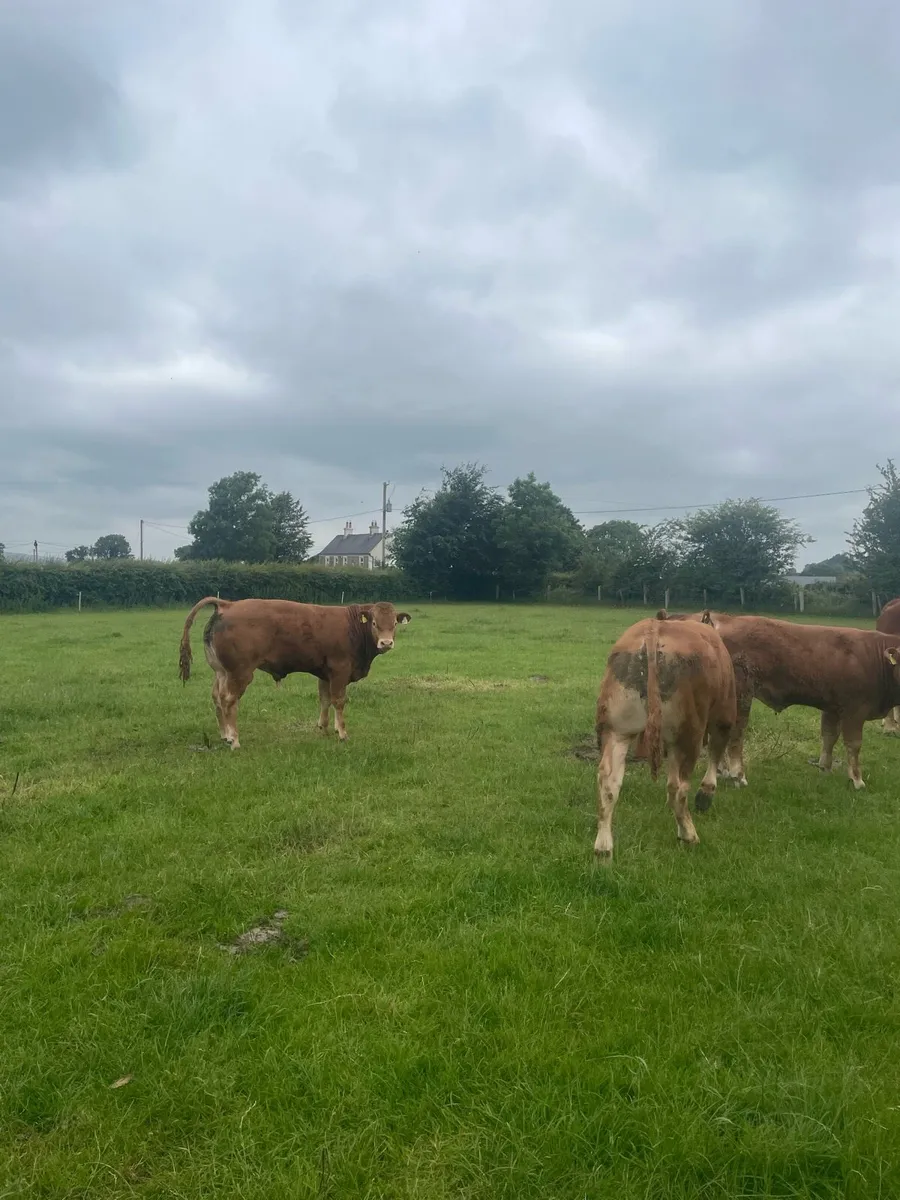Limousin bulls - Image 3