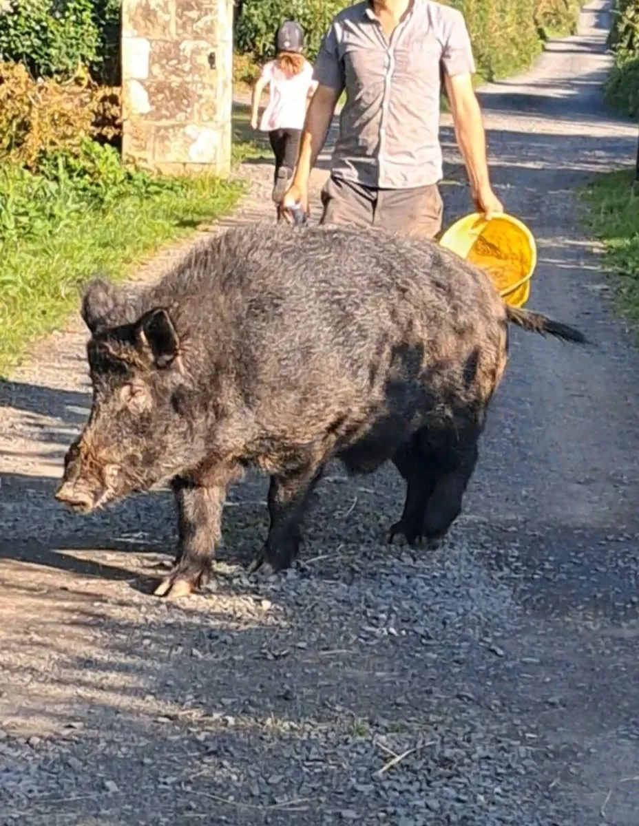 Organic Boars Available for stud - Image 4