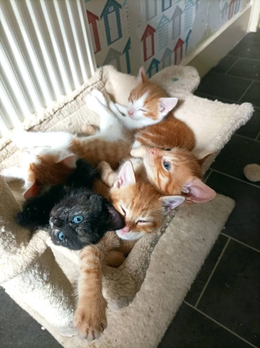 Kittens Ginger,Ginger and White and tortie - Image 1