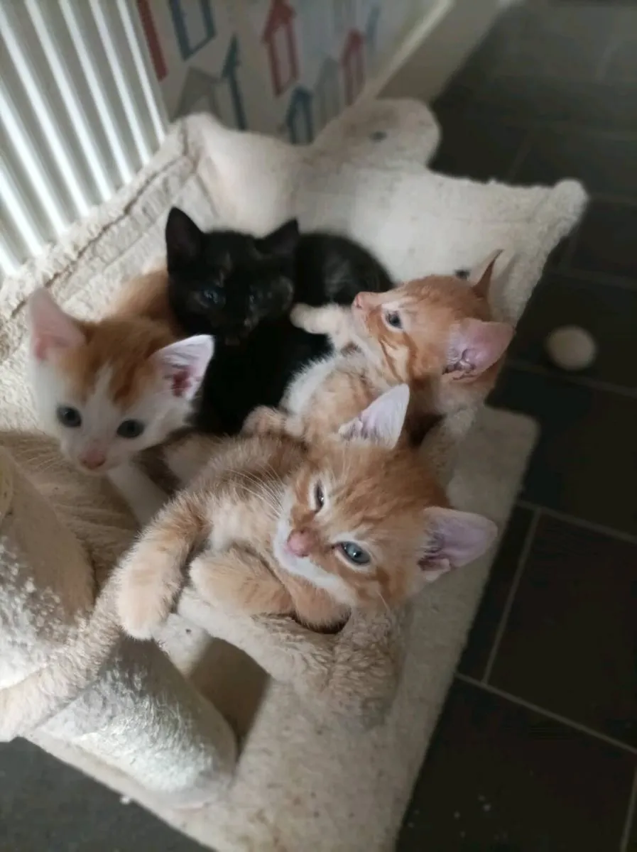 2 fully Ginger kittens and 1 ginger and White - Image 3