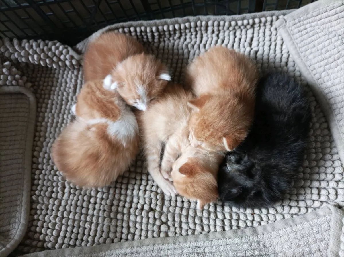 2 fully Ginger kittens and 1 ginger and White - Image 4