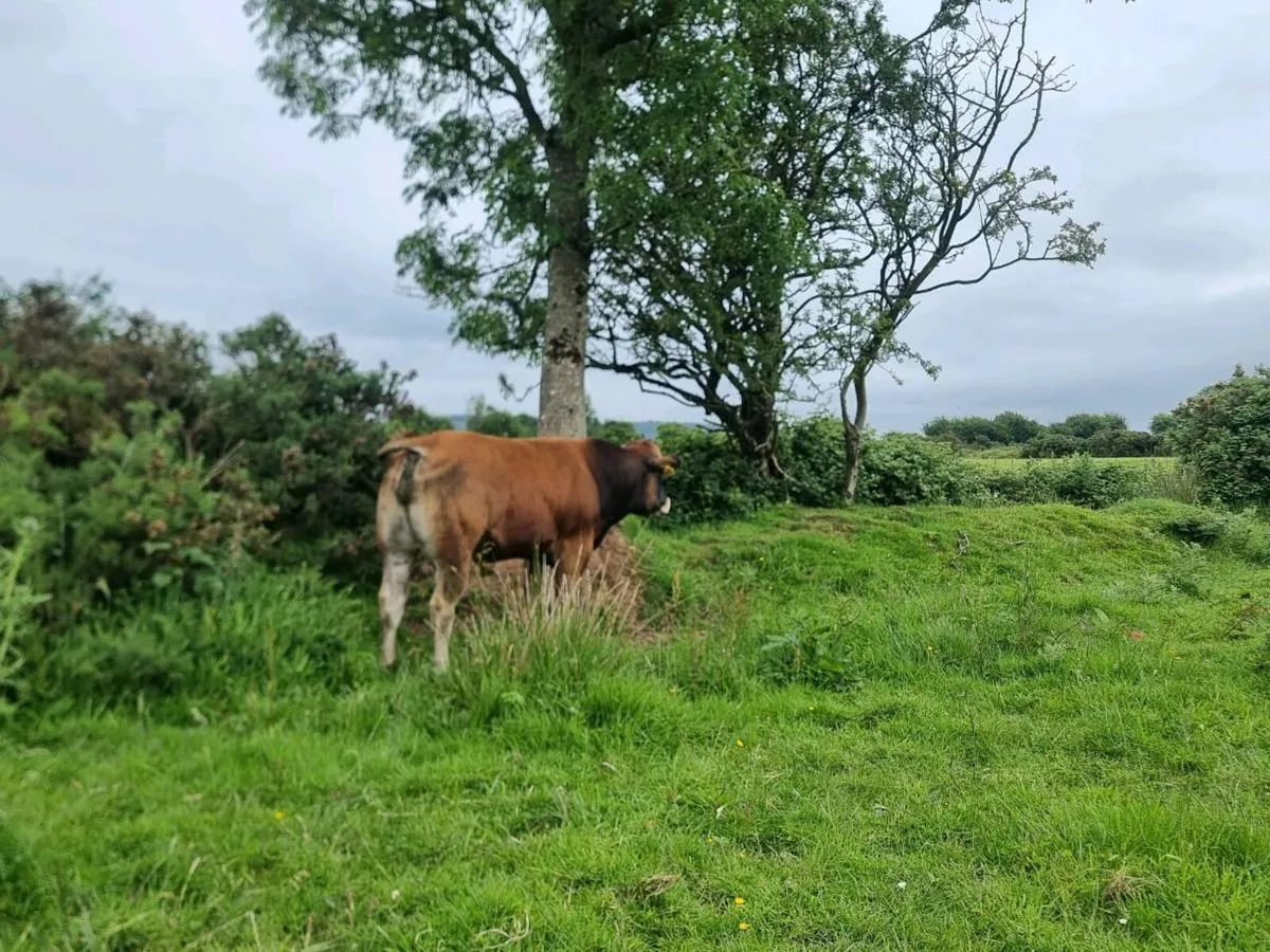 Parthenaise Bull - Image 2