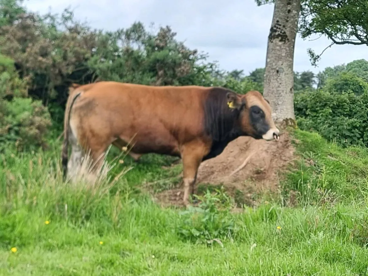Parthenaise Bull - Image 3