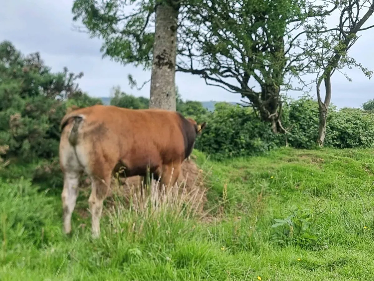 Parthenaise Bull - Image 1