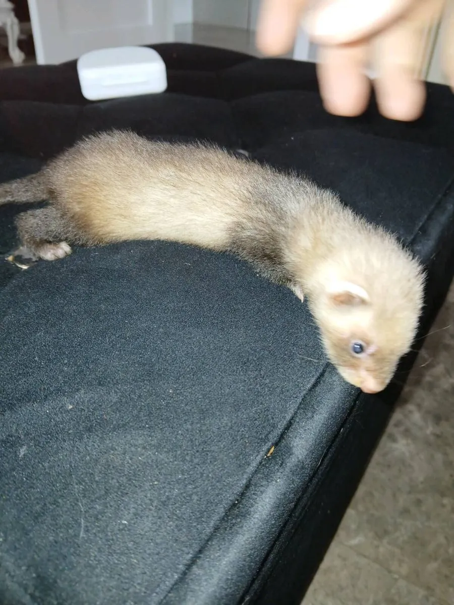 Ferret Gill and 2 kits - Image 1