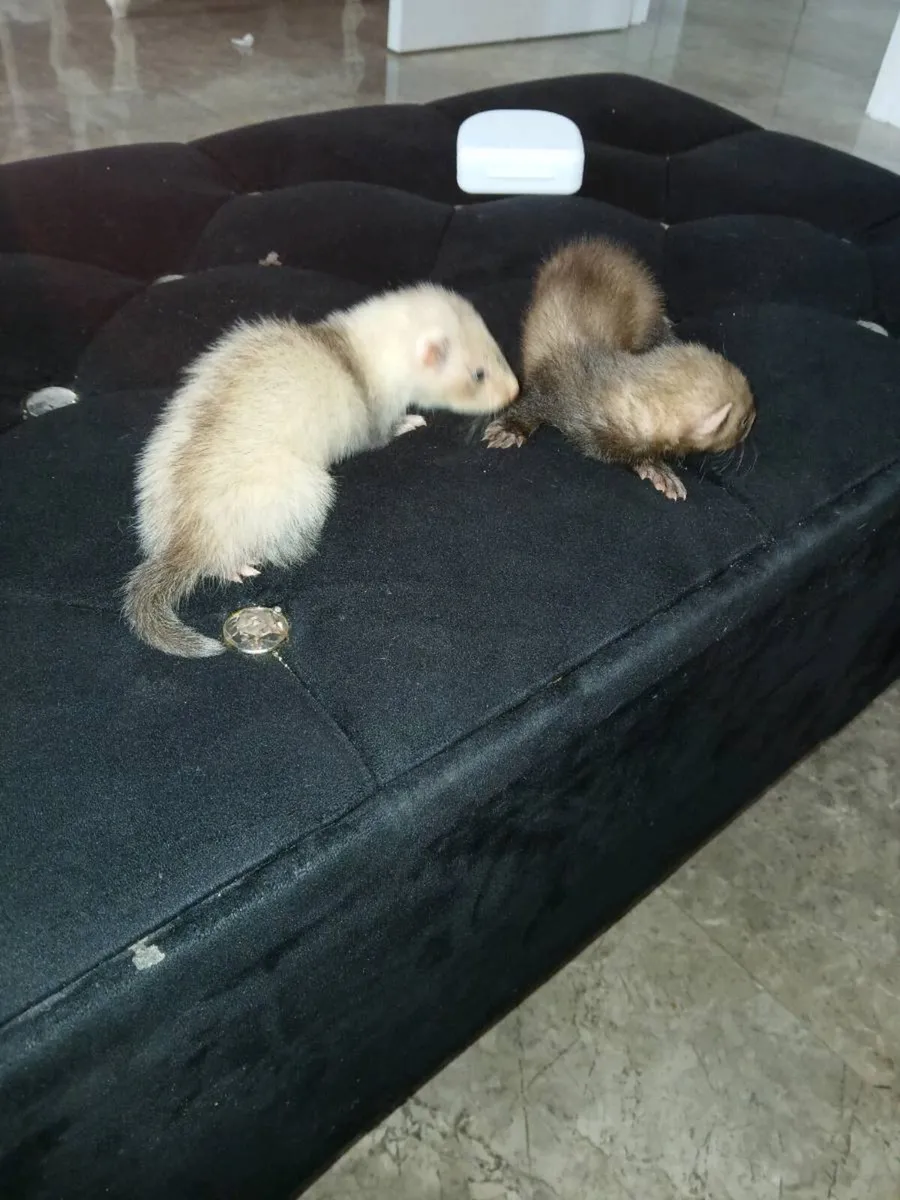 Ferret Gill and 2 kits - Image 2