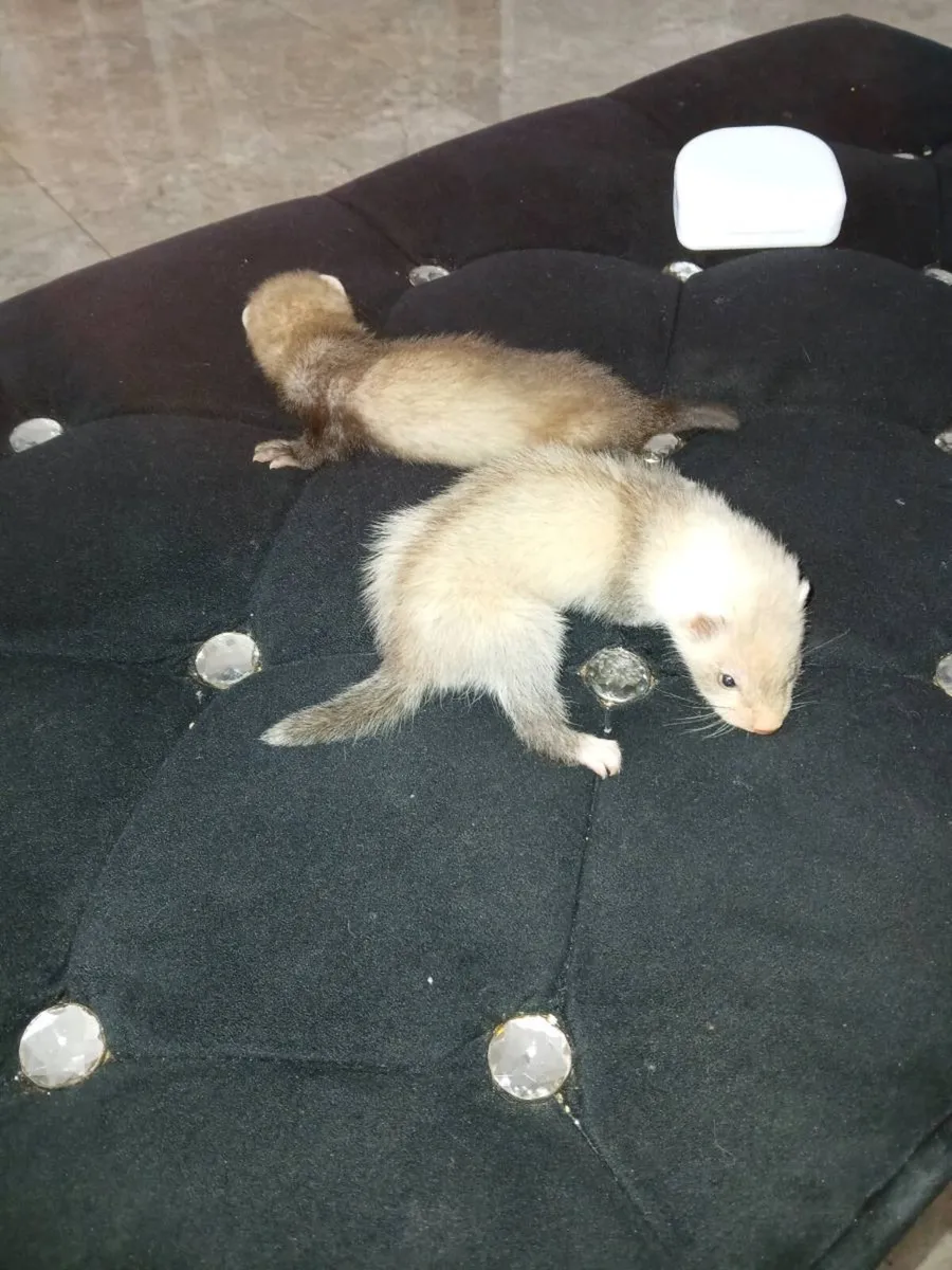 Ferret Gill and 2 kits - Image 3