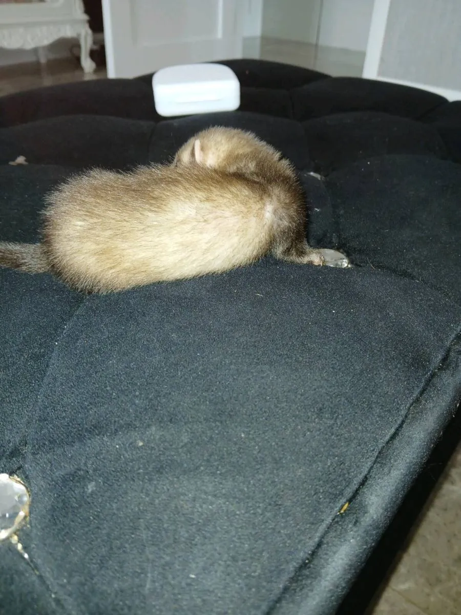 Ferret Gill and 2 kits - Image 4