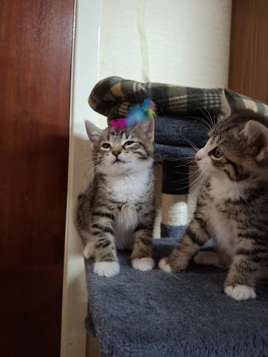 Kittens - Image 1