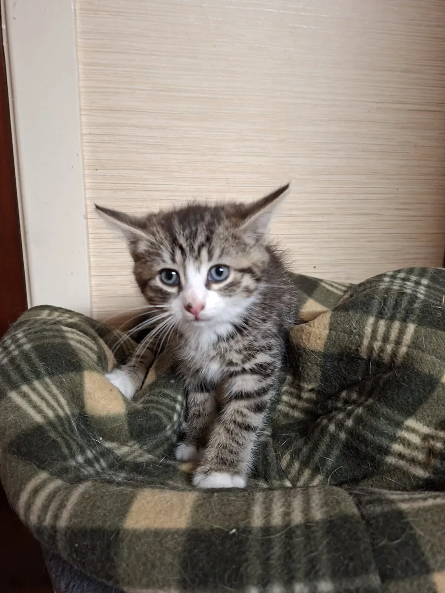 Kittens - Image 2