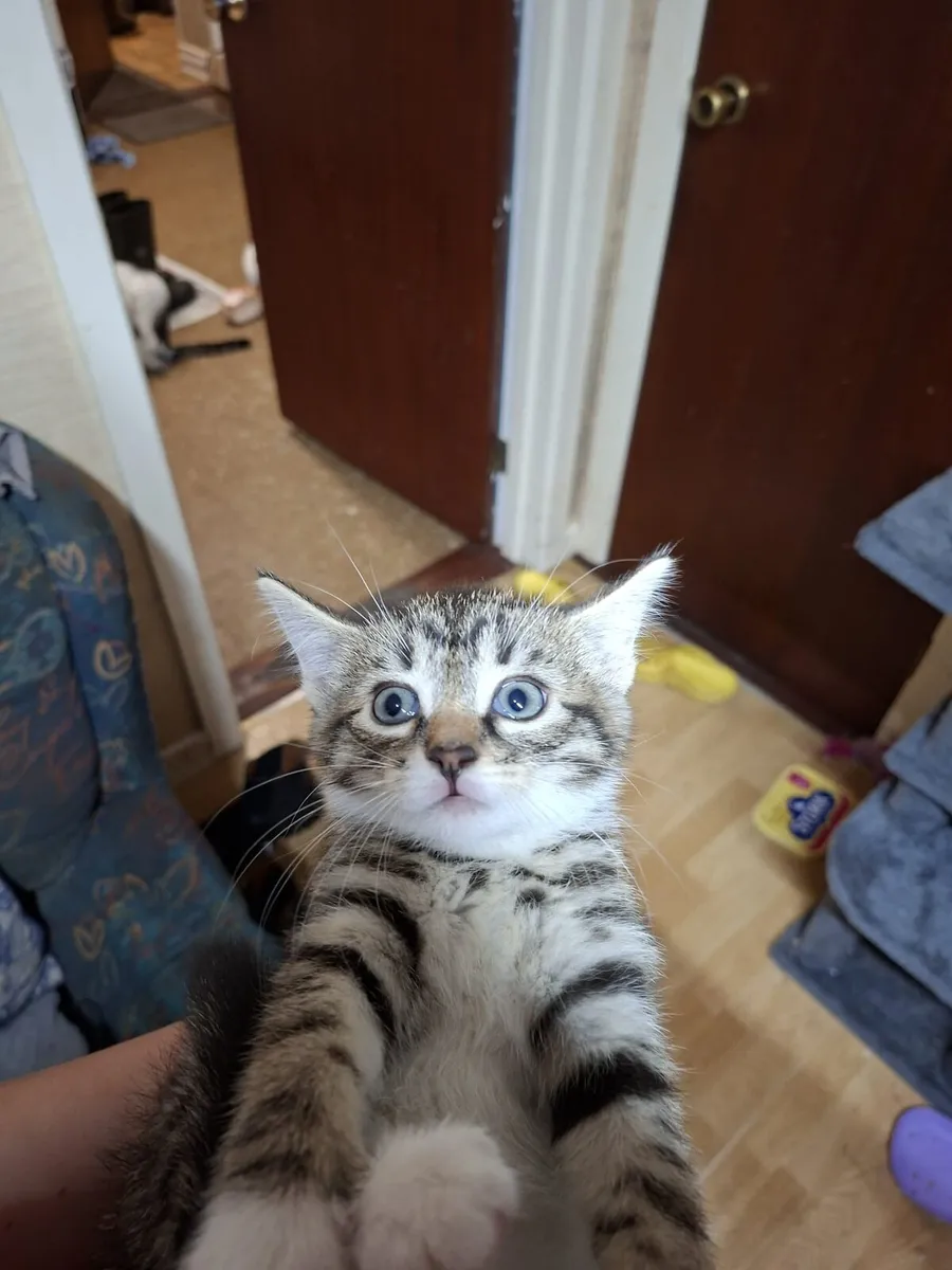 Kittens - Image 3