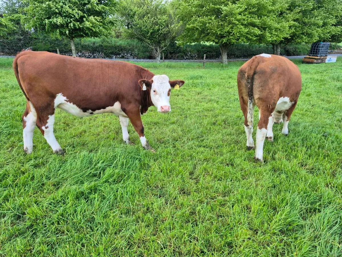 Simmental heifers - Image 3