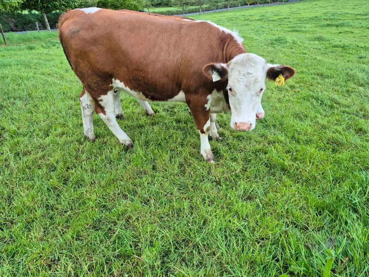 Simmental heifers - Image 2