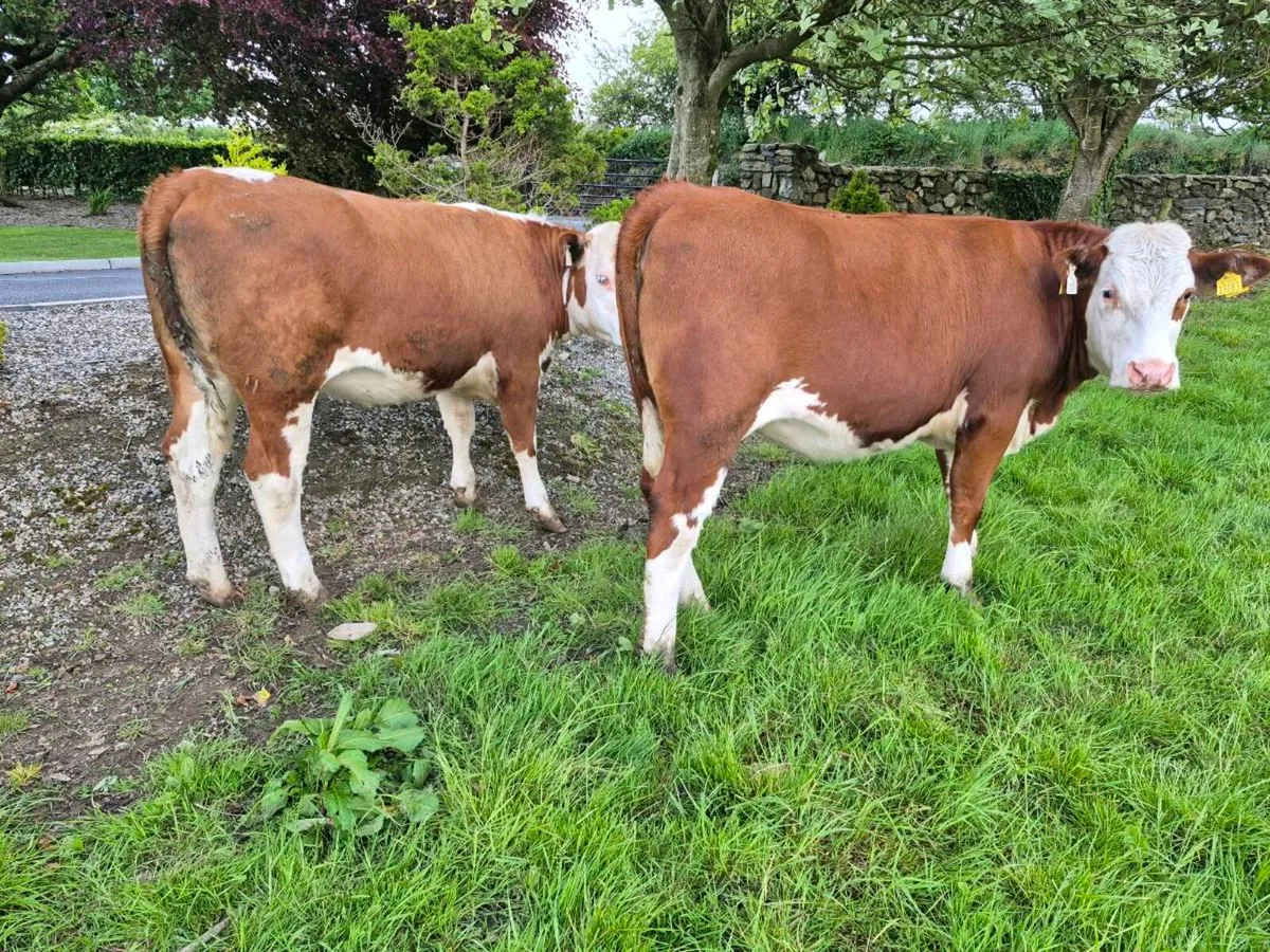 Simmental heifers - Image 4