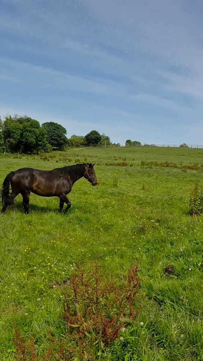 Cracking 2 yo Connemara TB Cross - Image 2