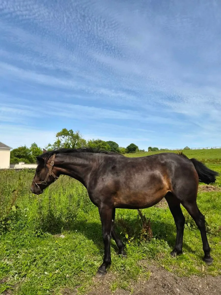 Cracking 2 yo Connemara TB Cross - Image 1