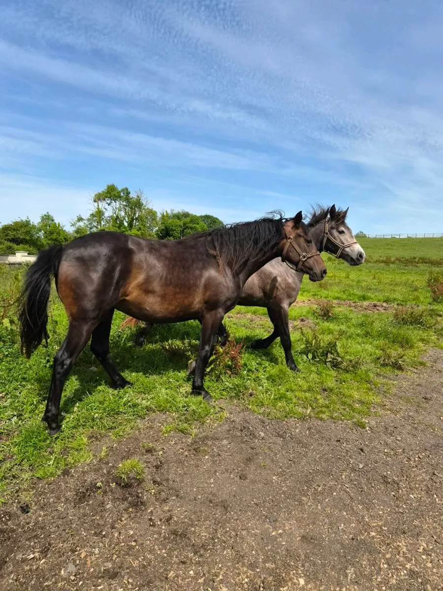Cracking 2 yo Connemara TB Cross - Image 4