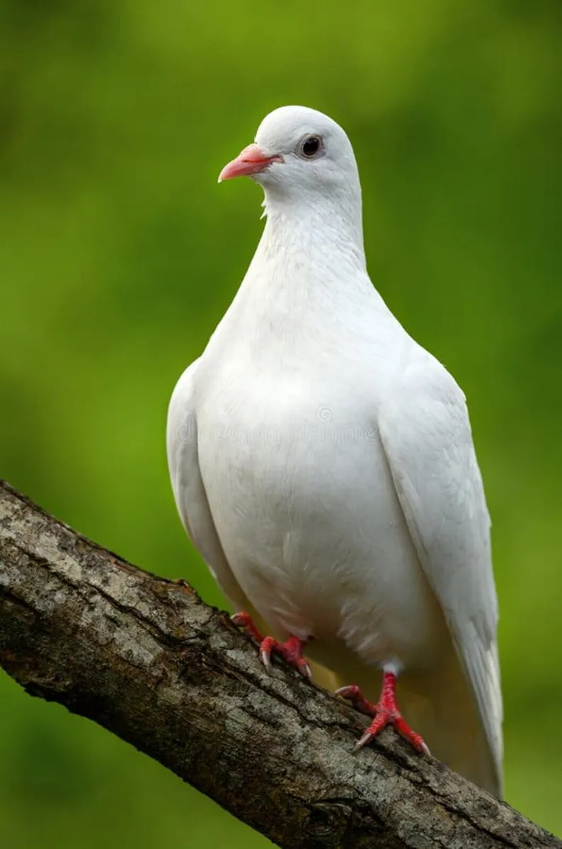 *****MALE DOVE WANTED****** - Image 1