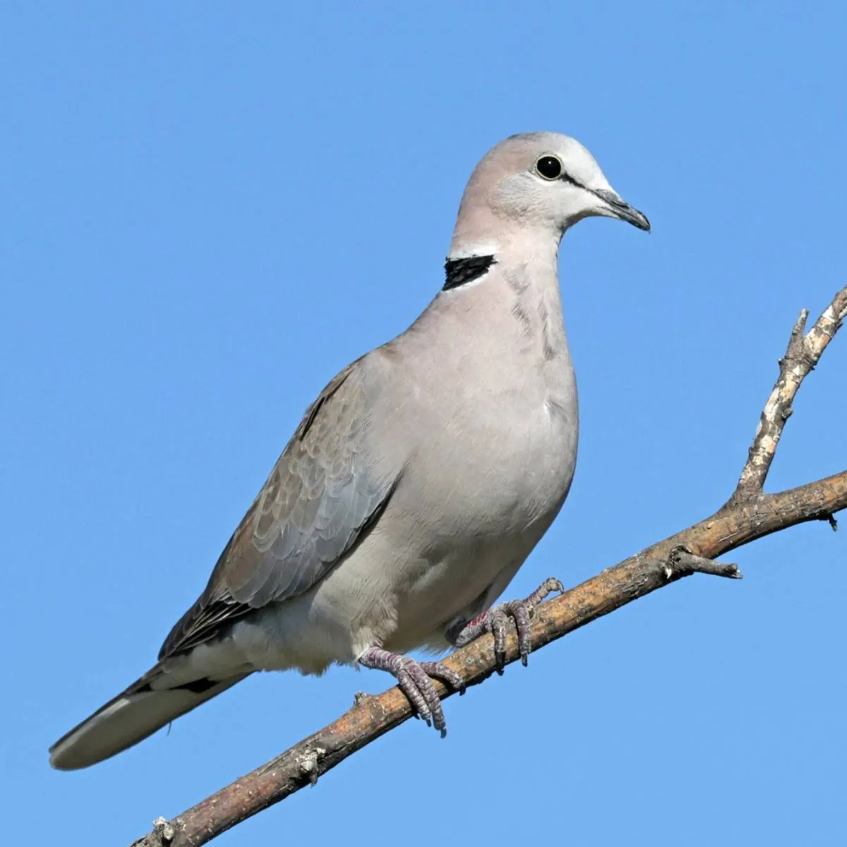 *****MALE DOVE WANTED****** - Image 2