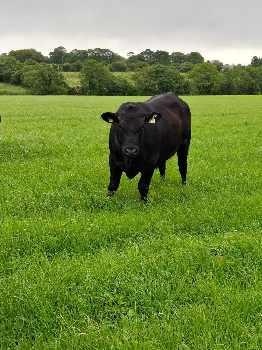 Aa bull - Image 1