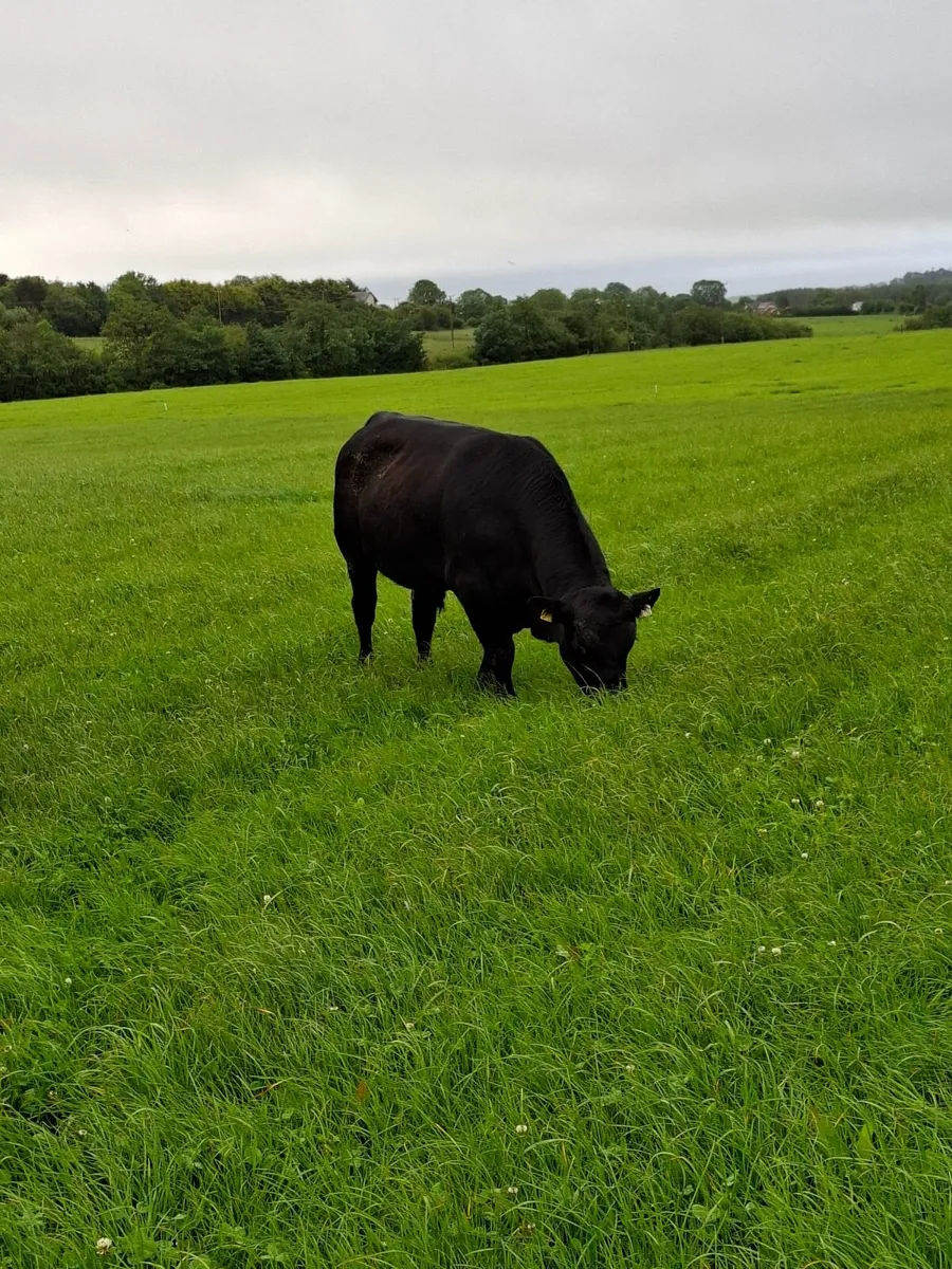 Aa bull - Image 2