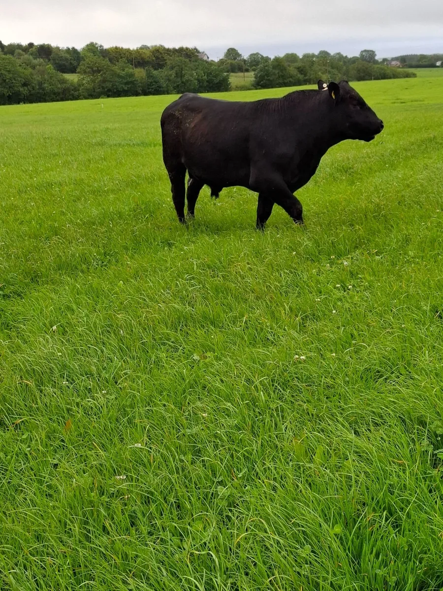 Aa bull - Image 3
