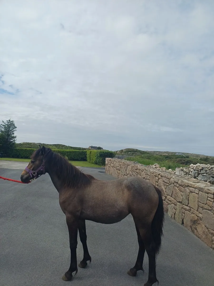 Yearling Filly - Image 2