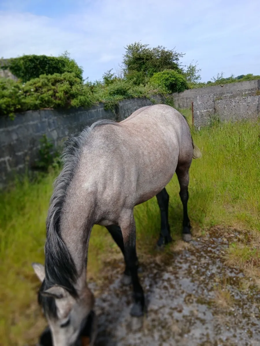 Connemara 3 year old filly - Image 2