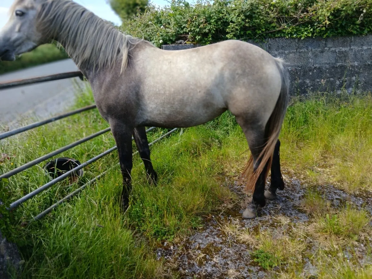 Connemara 3 year old filly - Image 3