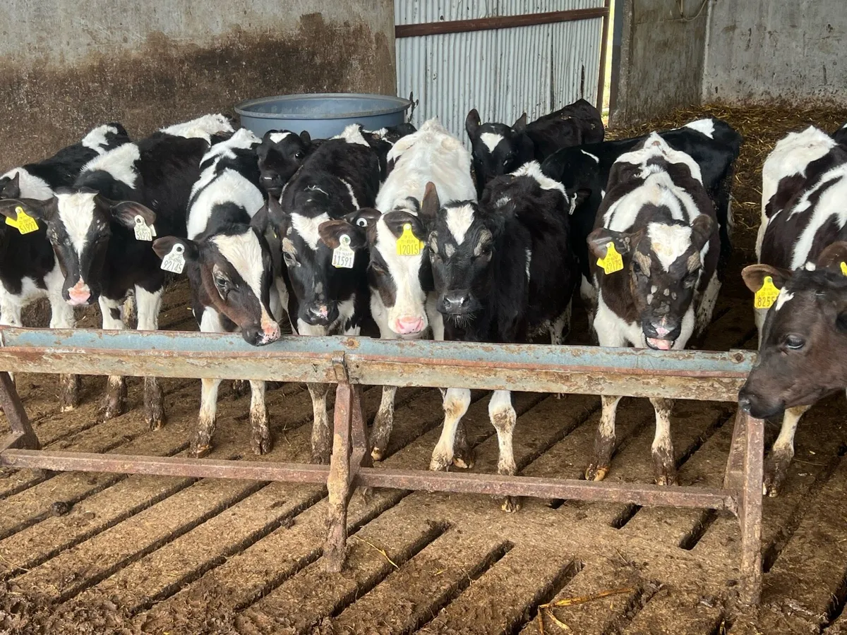 14 REARED FRESIAN BULLS - Image 2