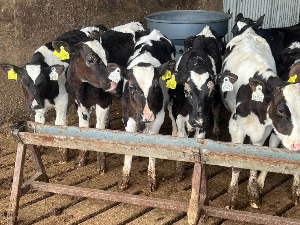 14 REARED FRESIAN BULLS - Image 3