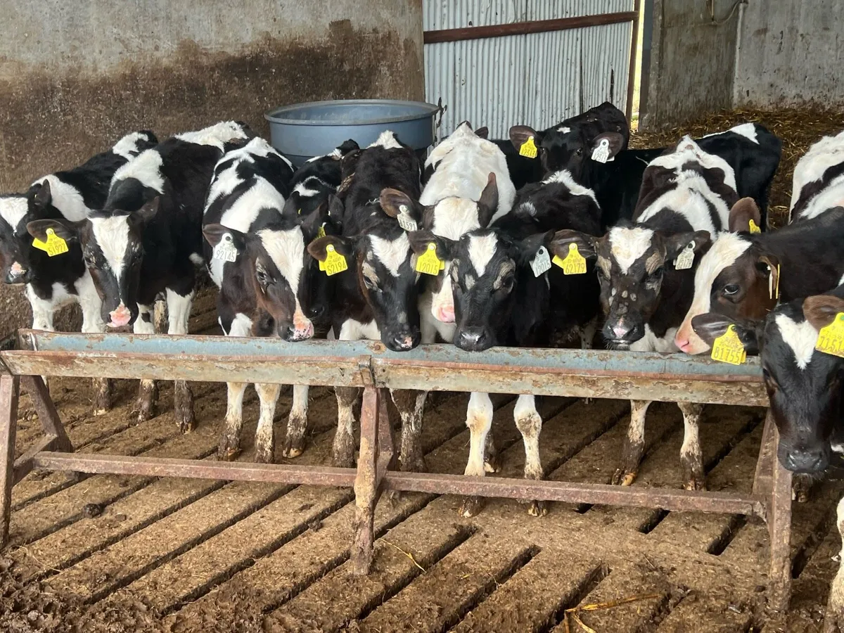 14 REARED FRESIAN BULLS - Image 4