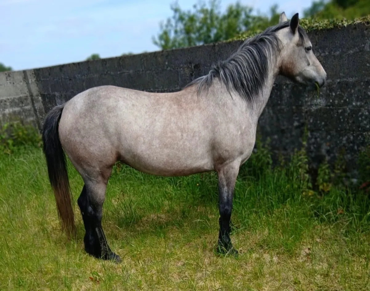 Connemara 3 year old filly - Image 1