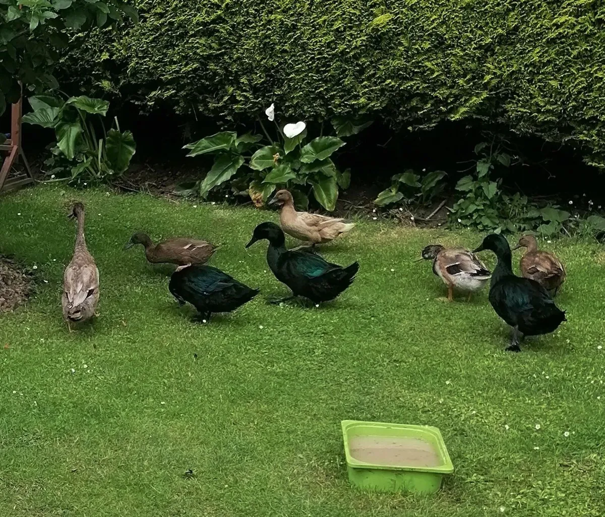 2 Laying Ducks & 1 Drake - Image 4