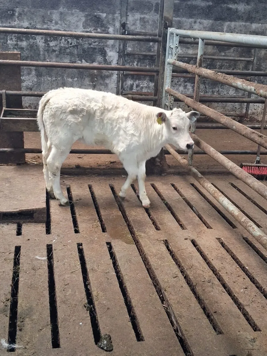 Heifer Calf - Image 1