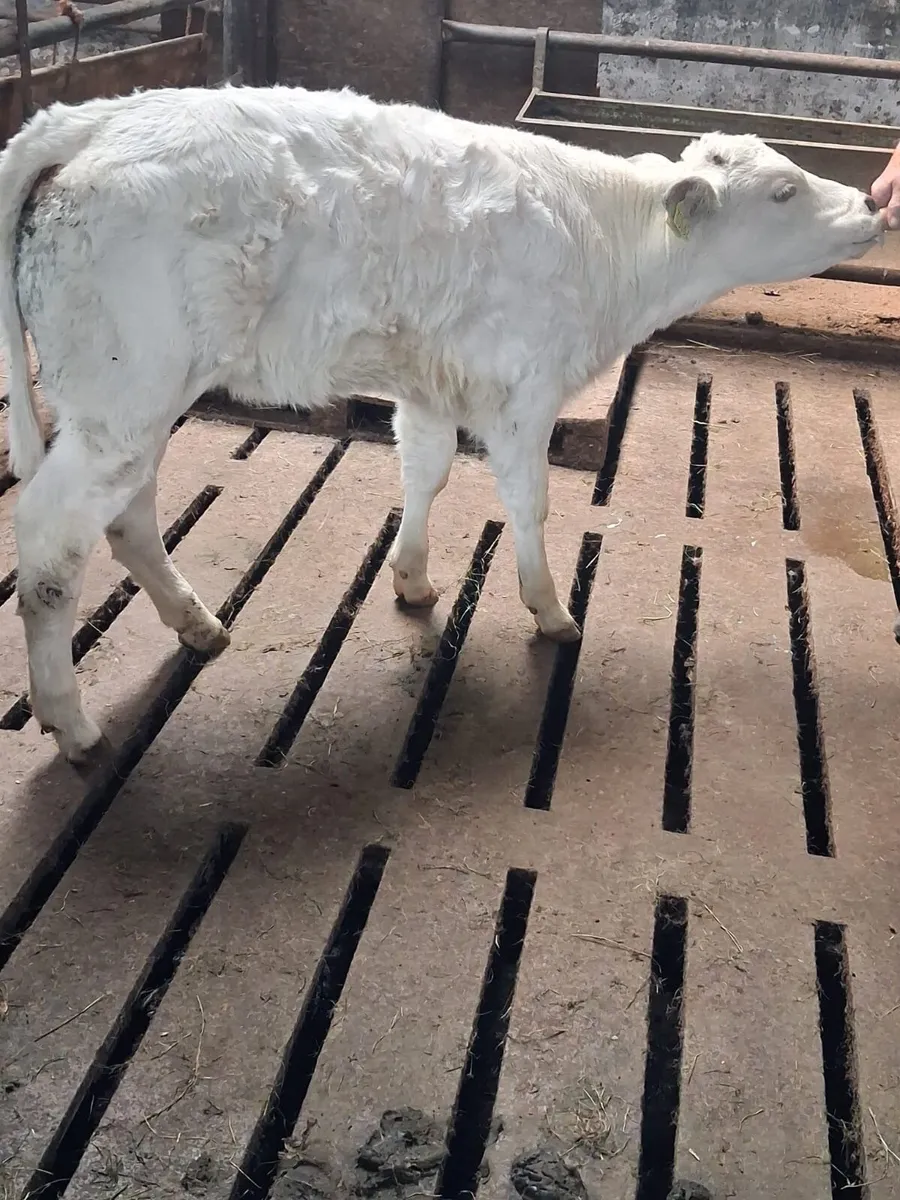 Heifer Calf - Image 2