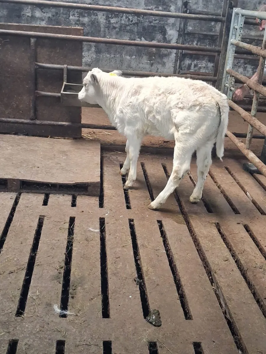 Heifer Calf - Image 3