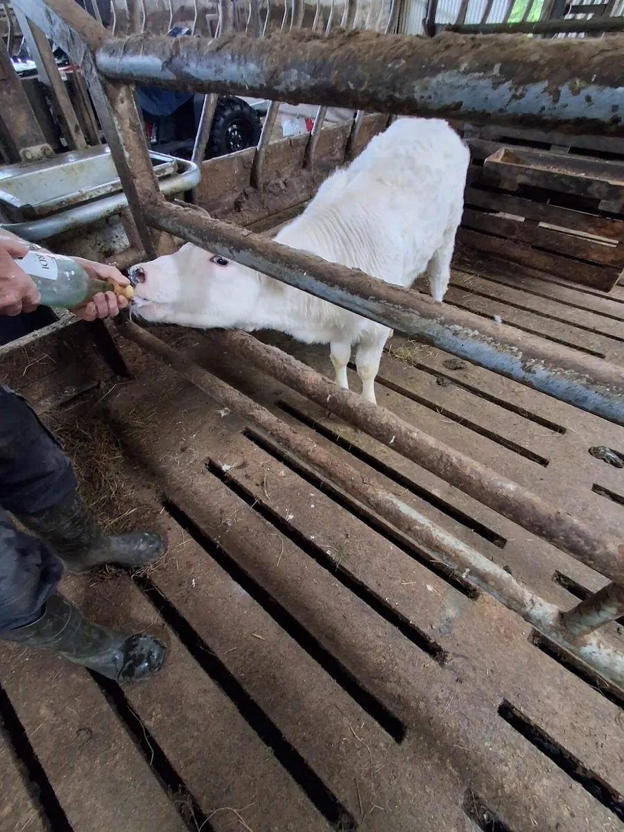 Heifer Calf - Image 4