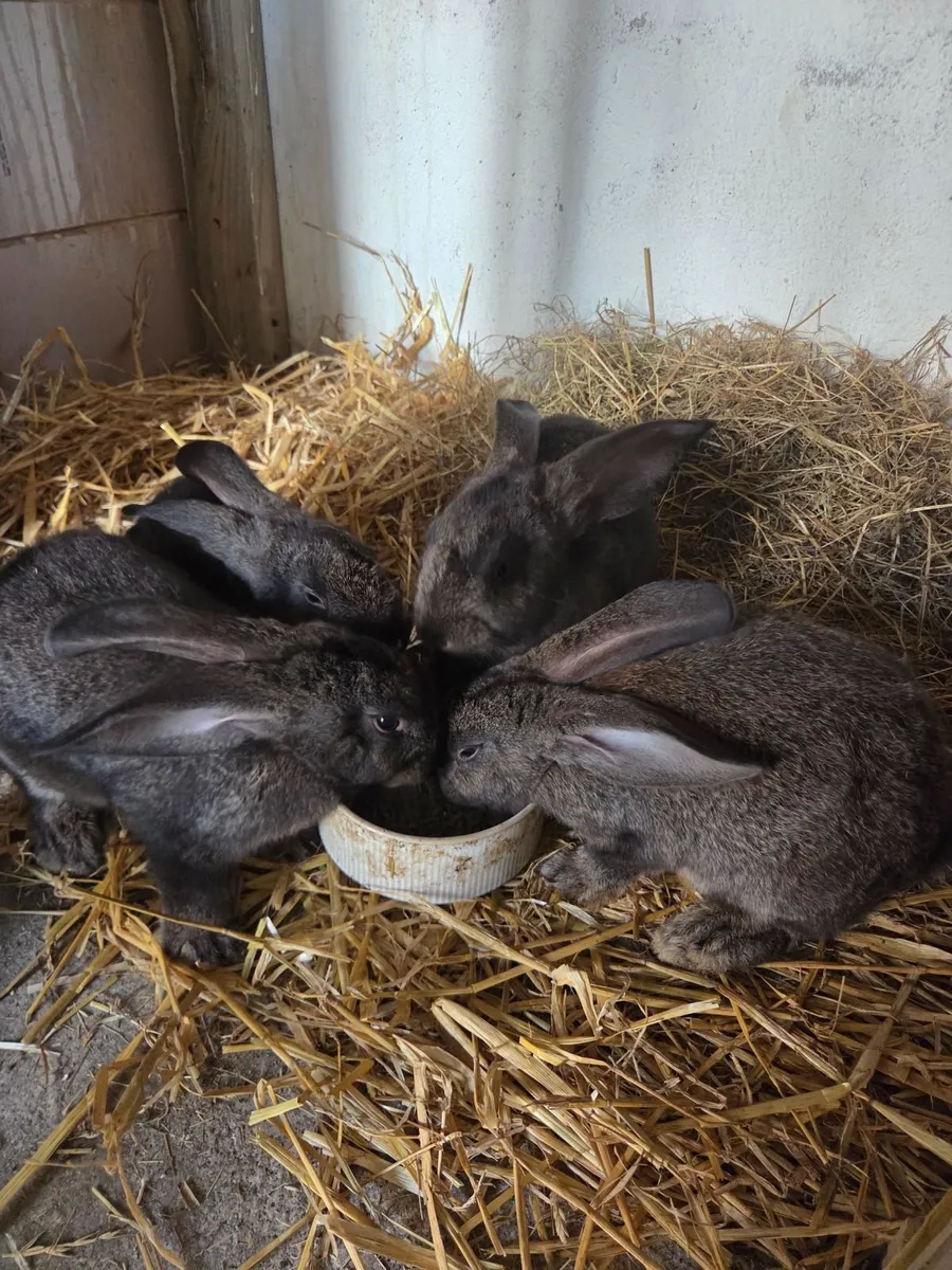 Giant Flemish Rabbits - Image 1