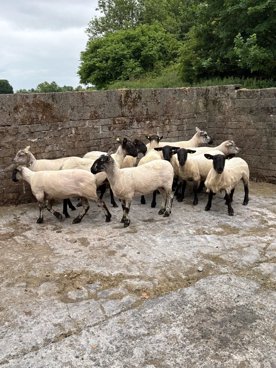 💥15 breeding ewes 💥 - Image 3