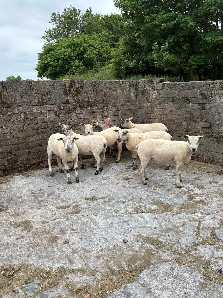 💥Show quality ewe hoggets 💥 - Image 1