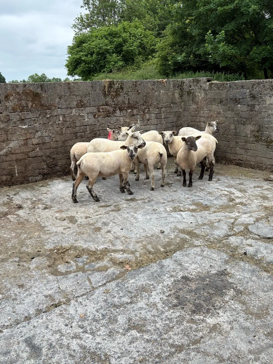 💥Show quality ewe hoggets 💥 - Image 2