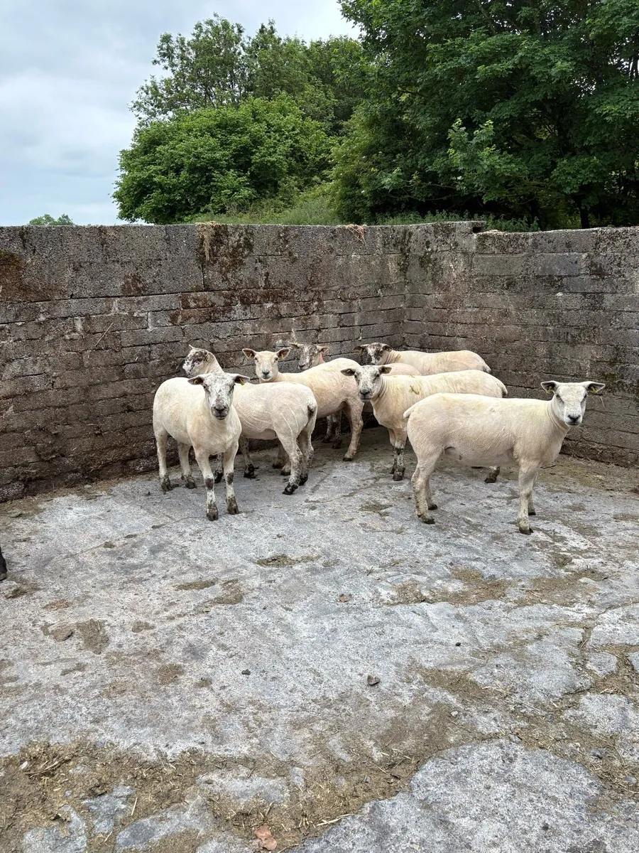 💥Show quality ewe hoggets 💥 - Image 3