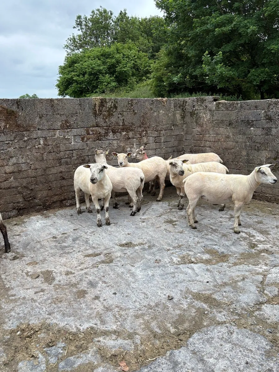 💥Show quality ewe hoggets 💥 - Image 4