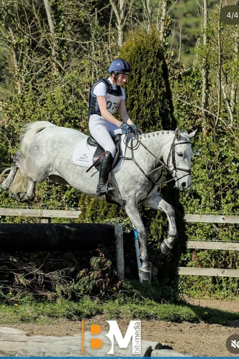 Connemara pony - Image 2