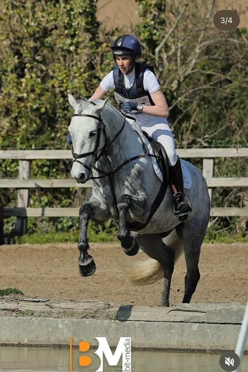 Connemara pony - Image 3