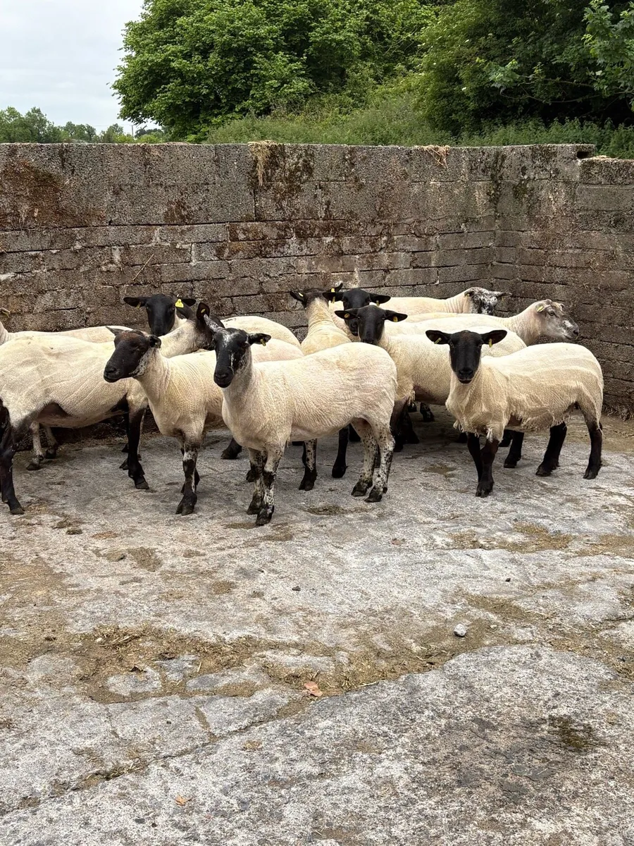 💥15 breeding ewes 💥 - Image 2