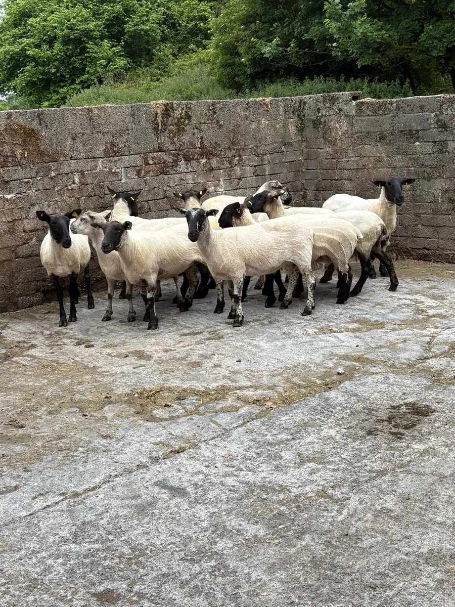 💥15 breeding ewes 💥 - Image 1