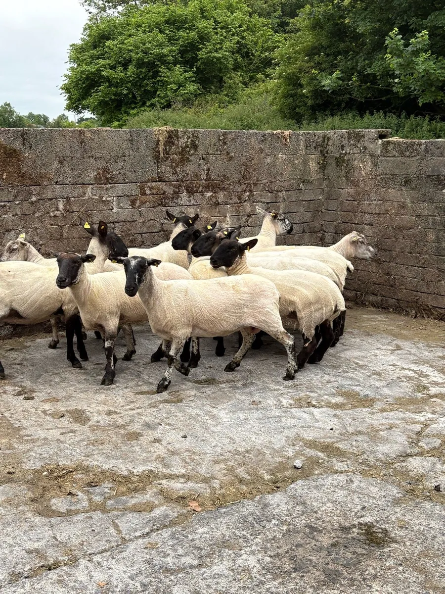 💥15 breeding ewes 💥 - Image 4